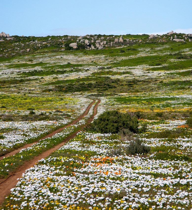 Dogwood Trails Spring Blooms (Seasonal)